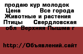 продаю кур молодок. › Цена ­ 320 - Все города Животные и растения » Птицы   . Свердловская обл.,Верхняя Пышма г.